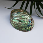 Load image into Gallery viewer, Abalone Shell (4.5 inches) (AS-03)
