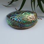 Load image into Gallery viewer, Abalone Shell (4.5 inches) (AS-05)
